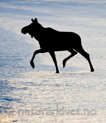 BB 13 0030 / Alces alces / Elg